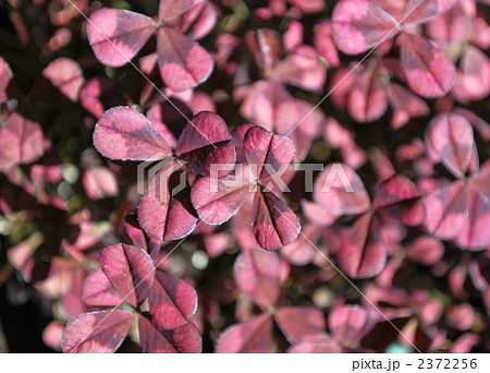 CLOVER 2372256