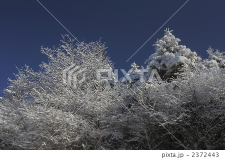 着雪 2372443