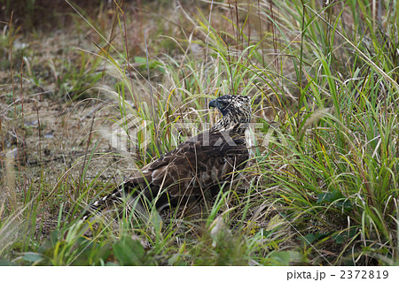 クマタカ 2372819