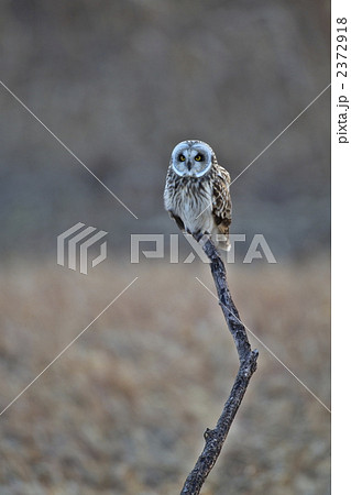 コミミズク コミミズク 2372918