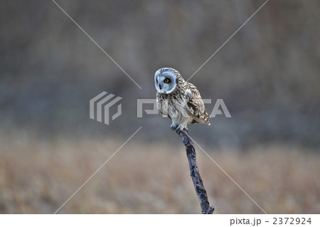 コミミズク 2372924