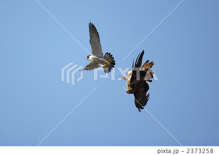 ハヤブサとトビ 2373258