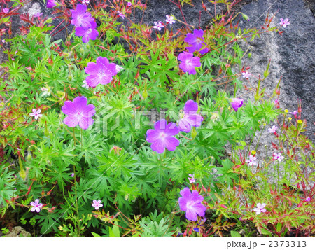 ハクサンフウロの花 2373313