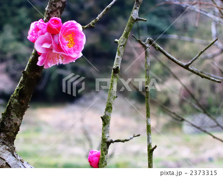 梅の花 2373315