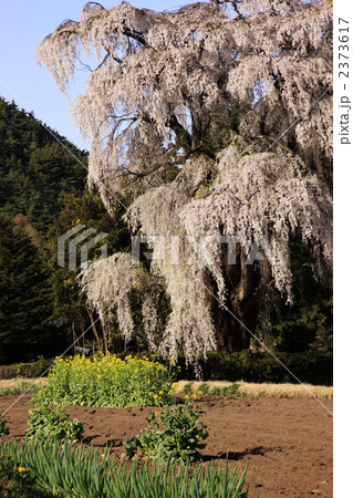 シダレザクラ シダレザクラ 2373617