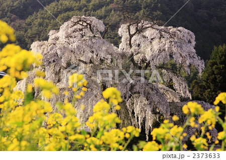 シダレザクラ 2373633