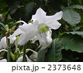 2373648