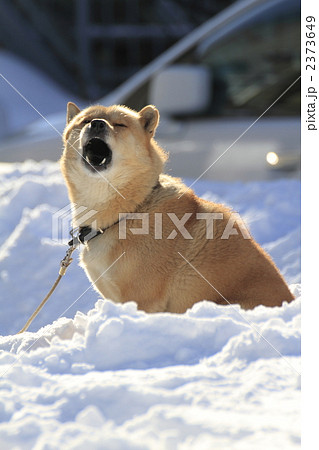 吠える犬 吠える犬 2373649