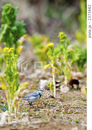 ハクセキレイ 2373662