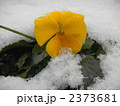 2373681