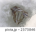 ワカサギ 2373846