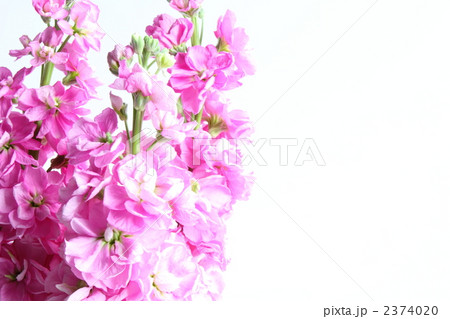 ストック アイアンピンク(横 アップ) ストック アイアンピンク(横 アップ) 2374020