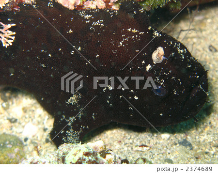 にらめっこ？ 2374689