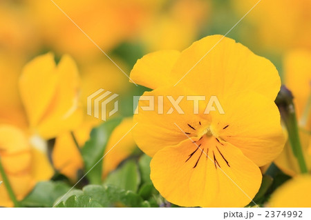 冬に咲く黄色のビオラ 冬に咲く黄色のビオラ 2374992