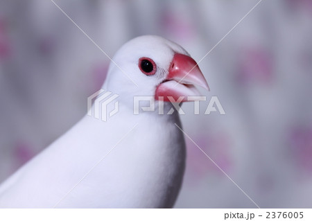 さえずる♪~♪文鳥のぶんちゃん　　 2376005