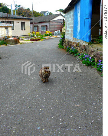 田代島の猫たち 田代島の猫たち 2376377