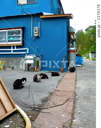 田代島の猫たち 2376378