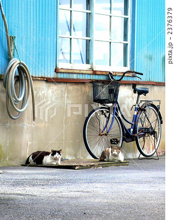 田代島の猫たち 2376379