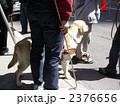 盲導犬 2376656