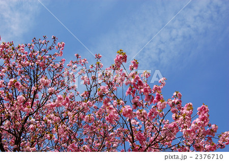 桜　紅豊 2376710