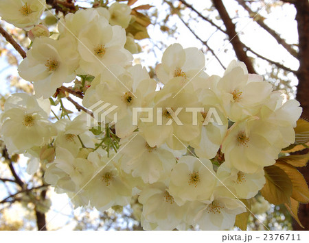 桜　鬱金 2376711