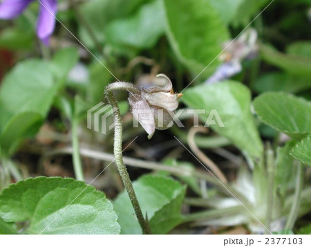 ニオイスミレ 2377103