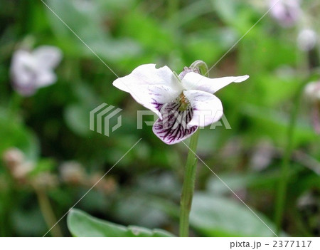 ツボスミレ 2377117