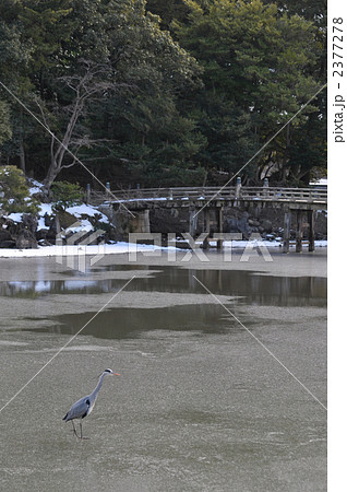 冬の玄宮園 冬の玄宮園 2377278