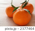 2377464