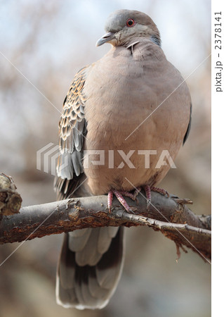 キジバト 2378141