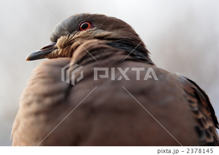 キジバトのアップ 2378145