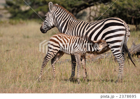 親子 親子 2378695