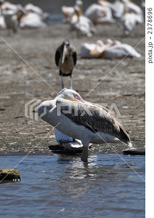 ペリカン 2378696