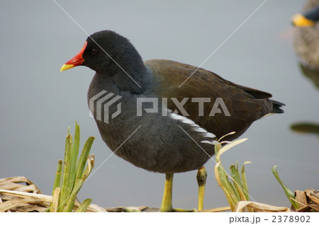 バン　岸に上る 2378902