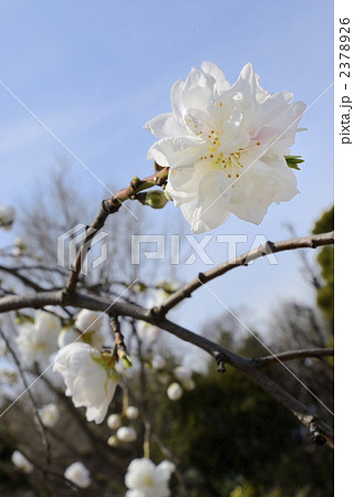 上野公園のシダレモモ 上野公園のシダレモモ 2378926