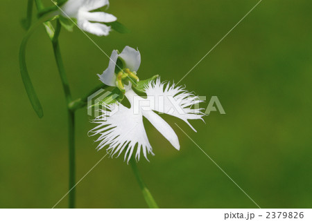 鷺草 2379826