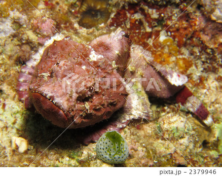 ニライカサゴ ニライカサゴ 2379946