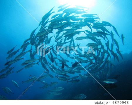 ギンガメアジ 2379948