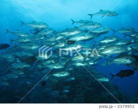 ギンガメアジ 2379952