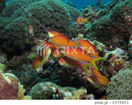 アカネハナゴイ 2379953