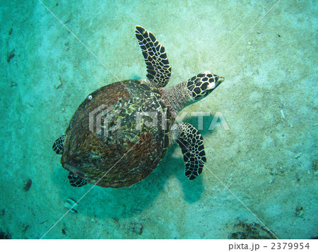 タイマイ 2379954