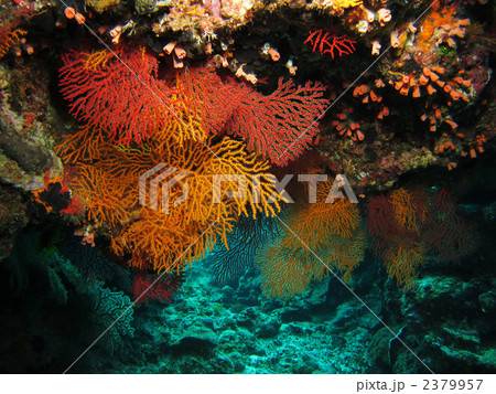 ヤギ ヤギ 2379957