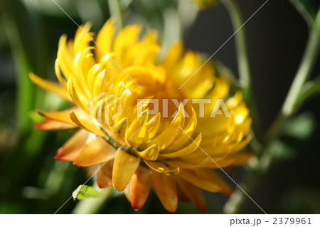 ムギワラギク(黄色) ムギワラギク(黄色) 2379961