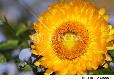 ムギワラギク(黄色・横) ムギワラギク(黄色・横) 2380007