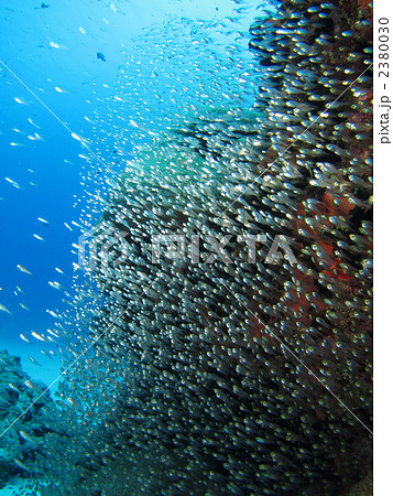 スカシテンジクダイ 2380030