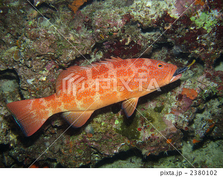 スジアラ 2380102