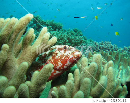 ニジハタ ニジハタ 2380111