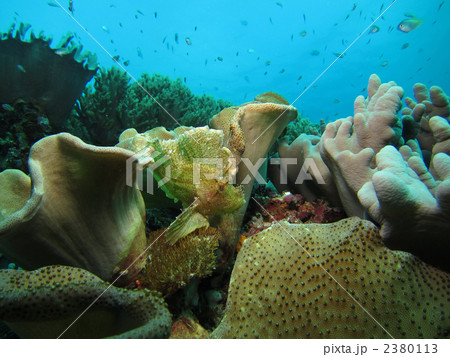 ハダカハオコゼ 2380113