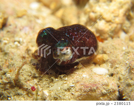 ダンゴイカの仲間 2380115