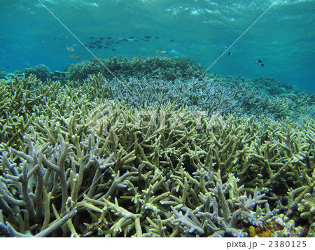サンゴ 2380125